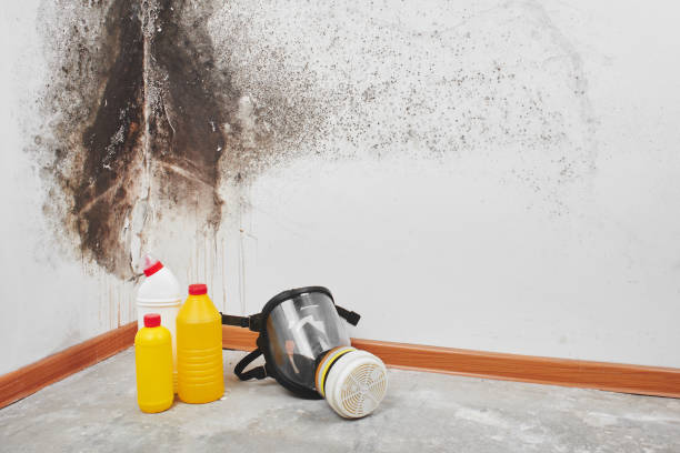 Professional Mold Removal in Berwick, PA