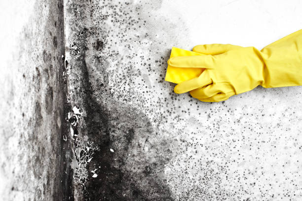 Best Commercial Mold Removal  in Berwick, PA