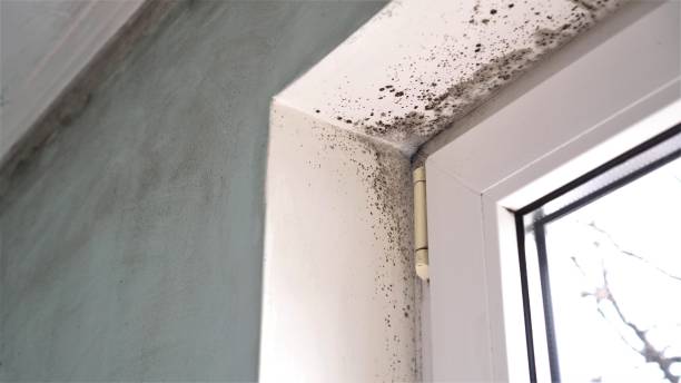 Best Attic Mold Removal  in Berwick, PA