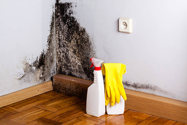 Best Residential Mold Removal  in Berwick, PA