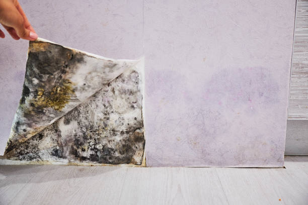 Best Attic Mold Removal  in Berwick, PA
